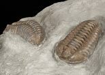 Pair of Flexicalymene Trilobites - Ohio #40670-4